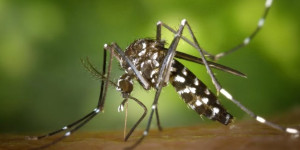 Brasil registra quase 400 mortes por dengue neste ano, mais que o total visto em 2021, diz ministério