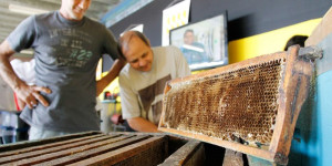 Palestras técnicas encerram Campanha “Meu dia pede mel”