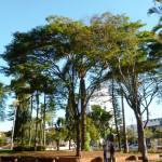 Divisão de Meio Ambiente faz Feira da Barganha e plantio de mudas na Semana da Árvore