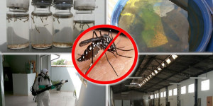 Dengue: equipes alertam para a grande quantidade de focos de larvas encontrada em residências