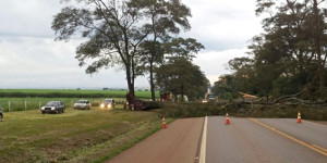 Vento derruba árvore de 15 metros e interdita os dois sentidos da SP-215