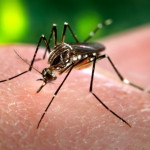 Casos de dengue têm redução de 75% em Araraquara e região