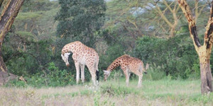 Girafa 'vela' filhote morto e levanta discussão sobre luto de animais