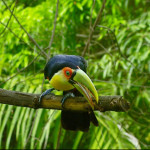 Fazenda de Descalvado, SP, é exemplo de preservação ambiental