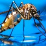 Dengue Mata! Controle de Vetores faz Alerta Geral sobre situação de imóveis com criadouros do mosquito