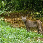 Suçuarana foi encontrada no Parque Estadual Vassununga