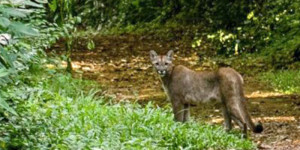 Suçuarana foi encontrada no Parque Estadual Vassununga