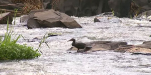 Pirassununga: Chuva supera expectativas para o mês de setembro e eleva o Rio Mogi Guaçu