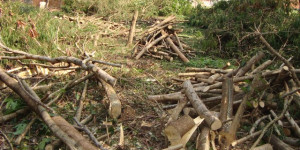 Fiscalização de Posturas e Polícia Ambiental autuam infratores por corte ilegal de árvores