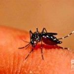 Dengue: Cidade confirmou 51 casos em pouco mais de duas semanas