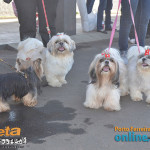 8º FestDog de Porto Ferreira - 28/08 - P02