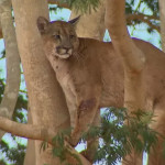 Resgate de onça que subiu em árvore leva sete horas em Porto Ferreira, SP