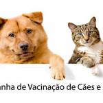 Campanha de vacinação contra a raiva em cães e gatos começa segunda-feira na zona urbana