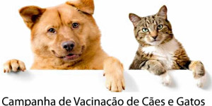 Campanha de vacinação contra a raiva em cães e gatos começa segunda-feira na zona urbana