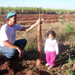 Agricultor colhe mandioca gigante em sítio de Porto Ferreira