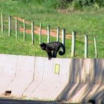 Macaco-prego é flagrado em mureta de rodovia de Porto Ferreira, SP