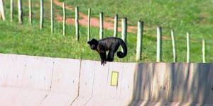 Macaco-prego é flagrado em mureta de rodovia de Porto Ferreira, SP