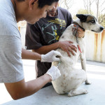 Vacinação contra raiva em cães e gatos acontece neste sábado; veja locais