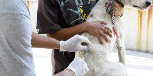 Vacinação contra raiva em cães e gatos acontece neste sábado; veja locais