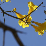 Primavera começa nesta quinta-feira e dá início ao plantio das principais culturas de verão