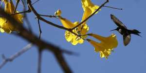 Primavera começa nesta quinta-feira e dá início ao plantio das principais culturas de verão