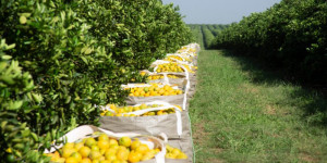 Safra de laranja 2022/23 do cinturão citrícola de SP e MG é reestimada em 314,09 milhões de caixas