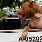 Polícia Ambiental de Pirassununga resgata pitbull vítima de maus-tratos