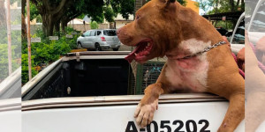 Polícia Ambiental de Pirassununga resgata pitbull vítima de maus-tratos