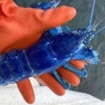 Lagosta azul é encontrada por pescador em Portland, nos Estados Unidos