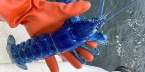 Lagosta azul é encontrada por pescador em Portland, nos Estados Unidos