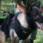 Cão farejador do México que salvou duas vidas na Turquia morre durante resgate