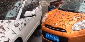 Suposta “chuva de minhocas” em cidade chinesa viraliza; entenda o fenômeno