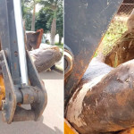 Carpa gigante de 65kg é retirada de represa com retroescavadeira em Vargem Grande do Sul; FOTOS