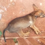 Mulher é presa depois de espancar filhote de cão até a morte em Itobi