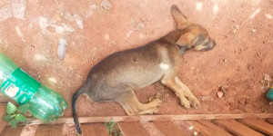 Mulher é presa depois de espancar filhote de cão até a morte em Itobi