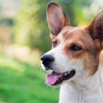 Feirinha de adoção de animais acontece no domingo no Centro Cultural Fepasa