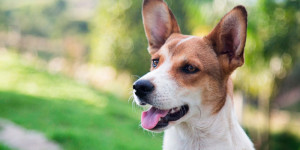 Feirinha de adoção de animais acontece no domingo no Centro Cultural Fepasa