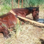 Após caso de raiva confirmado em cavalo, Centro de Zoonoses alerta para vacinação em animais