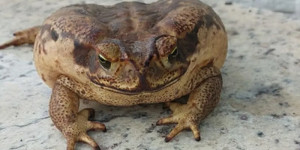 Sapo encontrado com a boca colada em São João da Boa Vista é salvo com ajuda de músico