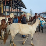 Segunda dose da vacina para equinos já tem data agendada: 1º de julho