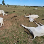 Por que gado morre de frio; os motivos para hipotermia dos animais no Pantanal