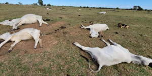 Por que gado morre de frio; os motivos para hipotermia dos animais no Pantanal