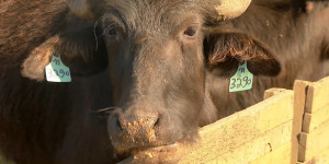 Estiagem acaba com pasto e prejudica alimentação de mais de mil búfalas em Brotas