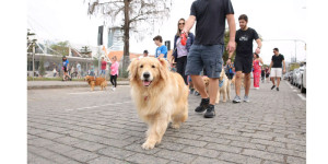 Cãominhada acontece neste domingo (3) em Descalvado