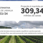 Reestimativa da safra de laranja 2023/24 do cinturão citrícola de SP e Triângulo/Sudoeste de MG é mantida em 309,34 milhões de caixas