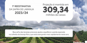 Reestimativa da safra de laranja 2023/24 do cinturão citrícola de SP e Triângulo/Sudoeste de MG é mantida em 309,34 milhões de caixas