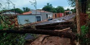 Vento forte derruba mais de 80 árvores em Descalvado e deixa parte da cidade sem energia