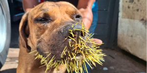 Cães ficam feridos após briga com ouriço em São Carlos; saiba o que fazer nessa situação