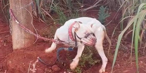 Sem água e comida, cachorro é resgatado após ser acorrentado a poste na zona rural de Pirassununga