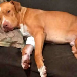 Pitbull é picado por aranha e tem necrose na pata; saiba como evitar acidentes